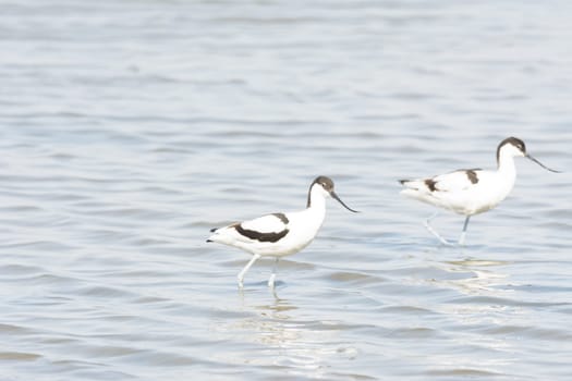 avoceta (recurvirostra avosetta) water bird