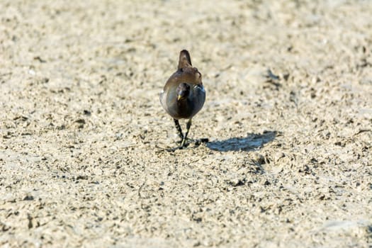 water bird in lake of natural
