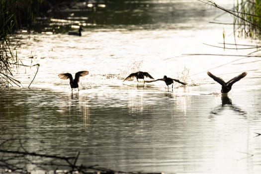water bird in lake of natural