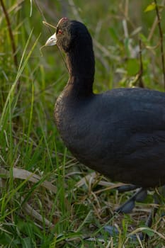 Common coot, (Fulica atra) close-up wild water bird in a lake, swimming, early spring, wildlife in natural park mallorca spain,