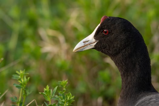 Common coot, (Fulica atra) close-up wild water bird in a lake, swimming, early spring, wildlife in natural park mallorca spain,