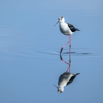 Black-winged stilt walking through water..