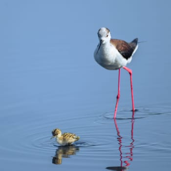 Baby black-winged Stilt Chicks Himantopus himantopus are solitary walking. Is a Shorebird that lives on the banks of the saltwater And in the Salt Evaporation Pond.