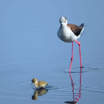 Baby black-winged Stilt Chicks Himantopus himantopus are solitary walking. Is a Shorebird that lives on the banks of the saltwater And in the Salt Evaporation Pond.