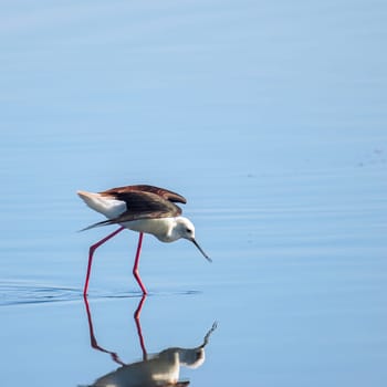 Black-winged stilt walking through water..