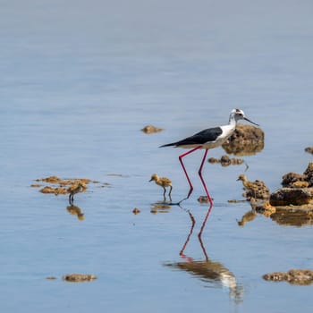 Baby black-winged Stilt Chicks Himantopus himantopus are solitary walking. Is a Shorebird that lives on the banks of the saltwater And in the Salt Evaporation Pond.