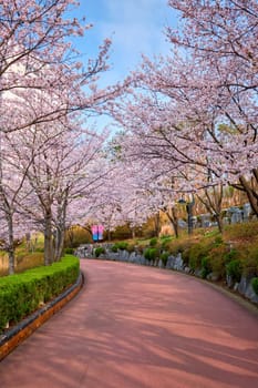 Blooming sakura cherry blossom alley in park in spring, Seokchon lake park, Seoul, South Korea