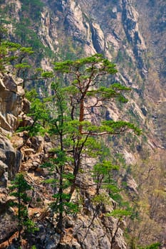 Pine tree and rock cliff at Towangpok Observatory viewpoint, Seoraksan National Park, South Korea