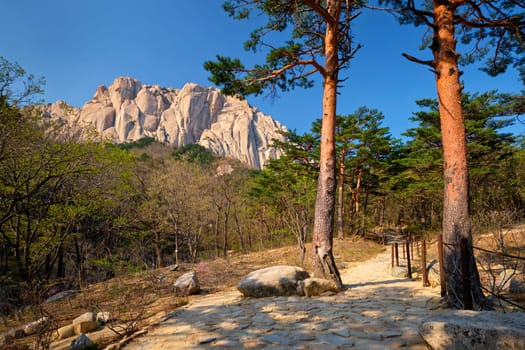 Ulsanbawi rock and hiking trail in pine trees forest in Seoraksan National Park, South Korea