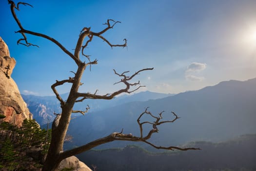 Dead pine tree in Seoraksan National Park on sunset, South Korea