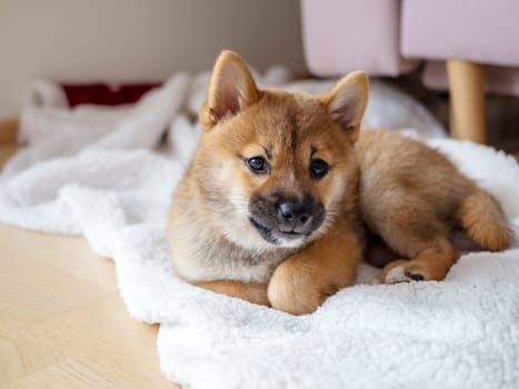 Portrait of cute Shiba Inu small dog, puppy, Close up. Dogecoin. Red-haired Japanese dog smile portrait. Illuminating color, cryptocurrency, electronic money. High quality photo for postcard