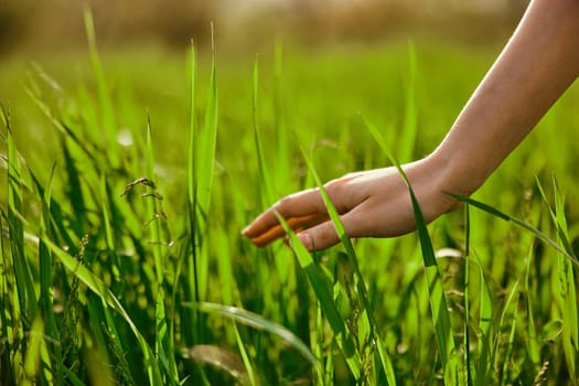 male hands touching the field of green wheat. High quality photo