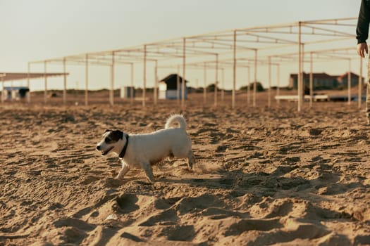 small white dog runs on the sand on the beach. High quality photo