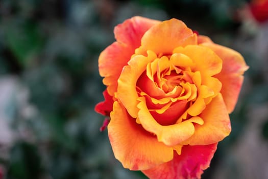 Beautiful Rose and Rosebuds in Rose Garden, Close Up, Selective Focus