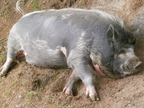 Vietnamese lop-bellied black pig lies. dwarf black pig lies in the hay. High quality photo