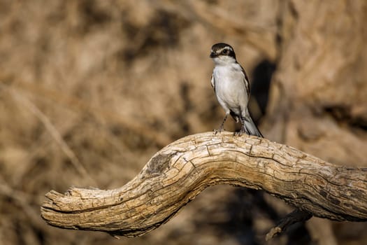 White browed Sparrow Weaver standing on a log front view in Kgalagadi transfrontier park, South Africa; specie Plocepasser mahali family of Ploceidae