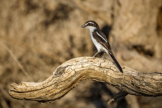 White browed Sparrow Weaver standing on a log side view in Kgalagadi transfrontier park, South Africa; specie Plocepasser mahali family of Ploceidae