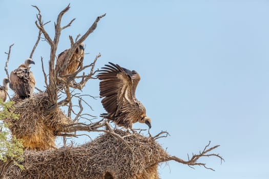 White backed Vulture spreading wings on nest in Kgalagadi transfrontier park, South Africa; Specie Gyps africanus family of Accipitridae