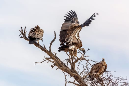 Three White backed Vulture on a dead tree isolated in white background in Kgalagadi transfrontier park, South Africa; Specie Gyps africanus family of Accipitridae