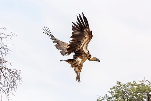 White backed Vulture flying isolated in white background in Kgalagadi transfrontier park, South Africa; Specie Gyps africanus family of Accipitridae