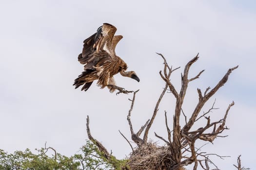 White backed Vulture landing to nest in Kgalagadi transfrontier park, South Africa; Specie Gyps africanus family of Accipitridae