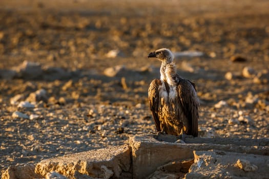 White backed Vulture standing front view on rock in dry land in Kruger National park, South Africa ; Specie Gyps africanus family of Accipitridae