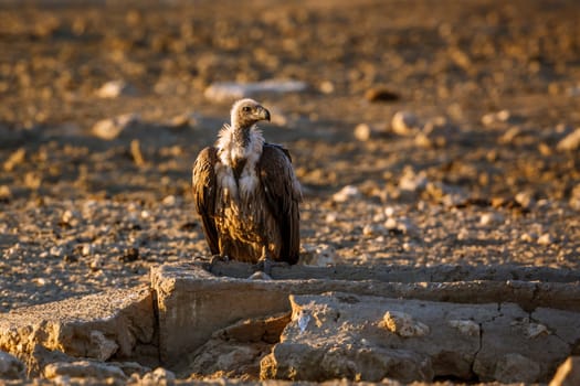 White backed Vulture standing front view on rock in dry land in Kruger National park, South Africa ; Specie Gyps africanus family of Accipitridae