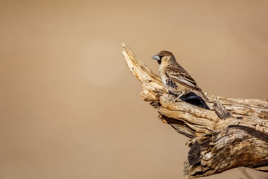 Sociable Weaver standing on a log isolated in natural background in Kgalagadi transfrontier park, South Africa; specie Philetairus socius family of Ploceidae