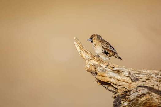 Sociable Weaver standing on a log isolated in natural background in Kgalagadi transfrontier park, South Africa; specie Philetairus socius family of Ploceidae