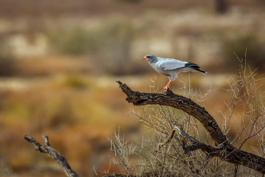 Pale Chanting-Goshawk standing on a stump in Kgalagadi transfrontier park, South Africa; specie Melierax canorus family of Accipitridae
