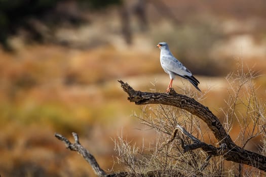 Pale Chanting-Goshawk standing on a stump in Kgalagadi transfrontier park, South Africa; specie Melierax canorus family of Accipitridae