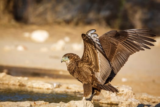 Bateleur Eagle juvenile landing at waterhole in Kgalagadi transfrontier park, South Africa ; Specie Terathopius ecaudatus family of Accipitridae