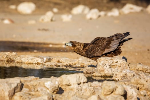 Bateleur Eagle juvenile drinking at waterhole in Kgalagadi transfrontier park, South Africa ; Specie Terathopius ecaudatus family of Accipitridae
