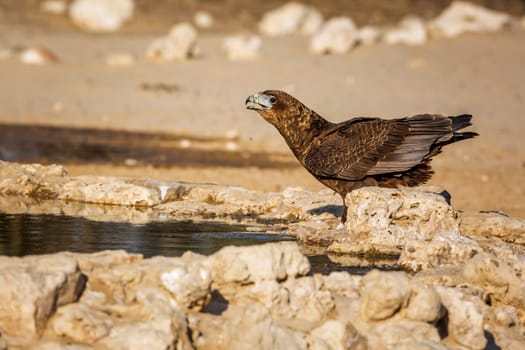 Bateleur Eagle juvenile drinking at waterhole in Kgalagadi transfrontier park, South Africa ; Specie Terathopius ecaudatus family of Accipitridae