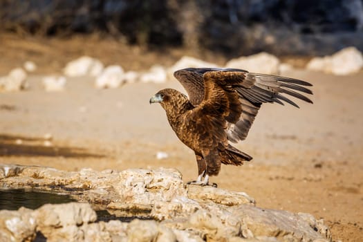 Bateleur Eagle juvenile landing at waterhole in Kgalagadi transfrontier park, South Africa ; Specie Terathopius ecaudatus family of Accipitridae
