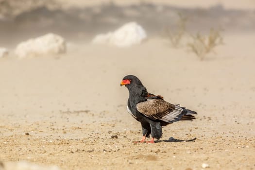 Bateleur Eagle standing in sand storm in Kgalagadi transfrontier park, South Africa ; Specie Terathopius ecaudatus family of Accipitridae
