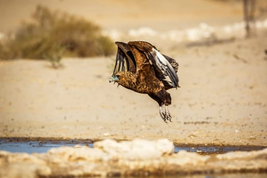 Bateleur Eagle juvenile flying over waterhole in Kgalagadi transfrontier park, South Africa ; Specie Terathopius ecaudatus family of Accipitridae