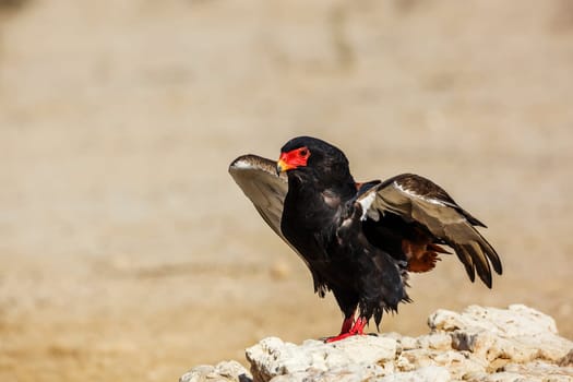 Bateleur Eagle standing on a rock isolated in natural background in Kgalagadi transfrontier park, South Africa ; Specie Terathopius ecaudatus family of Accipitridae