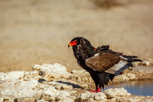 Bateleur Eagle standing at waterhole in Kgalagadi transfrontier park, South Africa ; Specie Terathopius ecaudatus family of Accipitridae