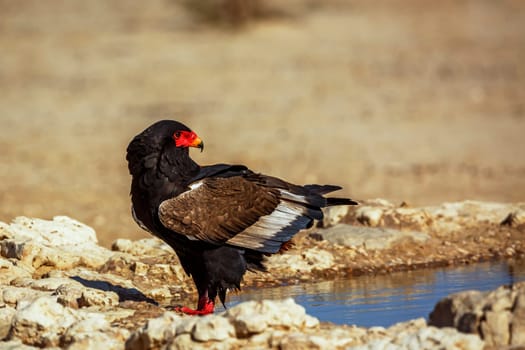 Bateleur Eagle standing at waterhole in Kgalagadi transfrontier park, South Africa ; Specie Terathopius ecaudatus family of Accipitridae