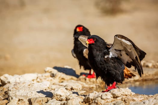 Two Bateleur Eagle, one taking off in Kgalagadi transfrontier park, South Africa ; Specie Terathopius ecaudatus family of Accipitridae