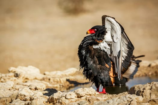 Bateleur Eagle with white eyes in loving parade in Kgalagadi transfrontier park, South Africa ; Specie Terathopius ecaudatus family of Accipitridae