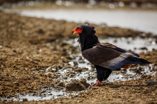 Bateleur Eagle drinking at waterhole in Kgalagadi transfrontier park, South Africa ; Specie Terathopius ecaudatus family of Accipitridae