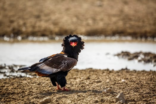 Bateleur Eagle drinking at waterhole in Kgalagadi transfrontier park, South Africa ; Specie Terathopius ecaudatus family of Accipitridae