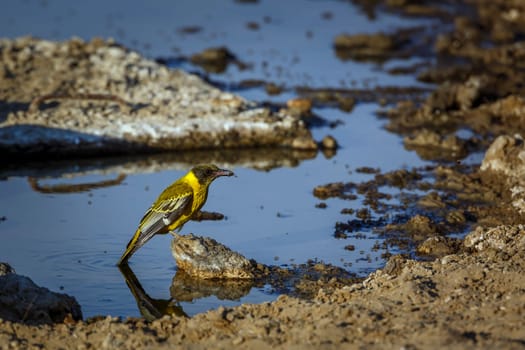 African Black headed Oriole standing on a rock at waterhole in Kgalagadi transfrontier park, South Africa; Specie Oriolus larvatus family of Oriolidae