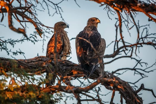 Two Tawny Eagle adult and juvenile in a tree in Kgalagadi transfrontier park, South Africa ; Specie Aquila rapax family of Accipitridae