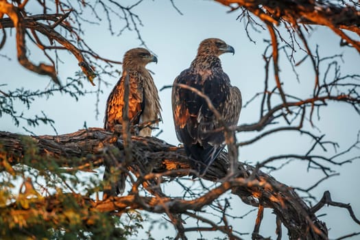 Two Tawny Eagle adult and juvenile in a tree in Kgalagadi transfrontier park, South Africa ; Specie Aquila rapax family of Accipitridae