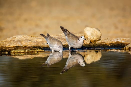 Two Ring-necked Dove in waterhole with reflection in Kgalagadi transfrontier park, South Africa ; Specie Streptopelia capicola family of Columbidae