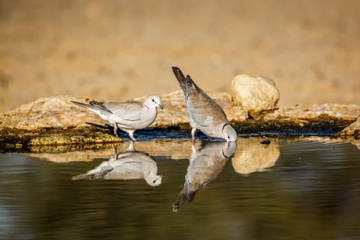 Two Ring-necked Dove in waterhole with reflection in Kgalagadi transfrontier park, South Africa ; Specie Streptopelia capicola family of Columbidae