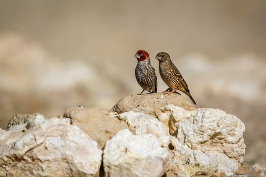 Red headed Finch couple standing on a rock in Kgalagadi transfrontier park, South Africa in Kgalagadi transfrontier park, South Africa; specie Amadina erythrocephala family of Estrildidae